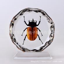 佳能两款A3彩色数码文印设备荣获2026国际绿色零碳节双项大奖 以科技助力绿色办公实践